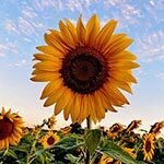 Sunflower Sacred Flowers of Native Americans