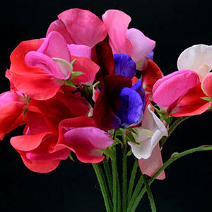 Sweet Peas Meaning
