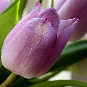 Tulip Flower Meaning Love in the Language of Flowers