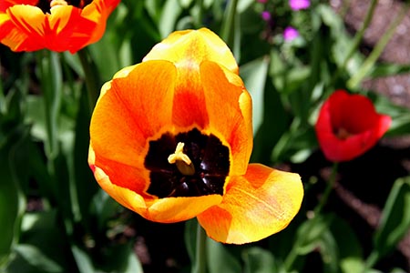 Yellow and Orange Tulip Flower