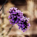 Verbena Flower Meaning