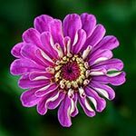 Zinnia Cinderella Flower