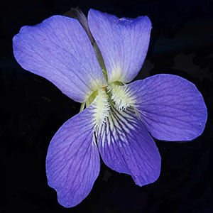 Violets in the Language of Flowers