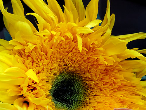 Sunflower Meaning Get Well Gifts