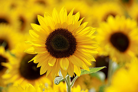 Sunflower Meaning Photo