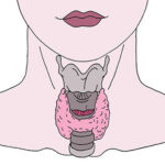 Thyroid Gland and the Throat Chakra