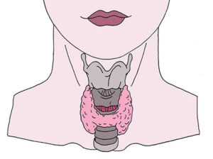 Thyroid Gland and the Throat Chakra