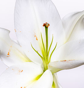 Daylily Flower Meaning White