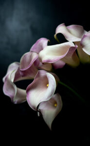 Purple Calla Lily Meaning