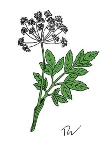 Angelica Essential Oil for the Heart Chakra