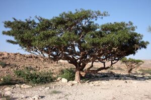 Frankincense Tree for Essential Oils