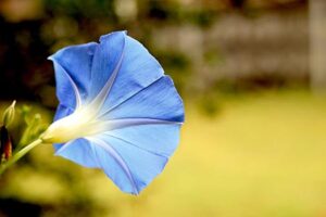 Morning Glory Flower Meaning And Traditional Uses