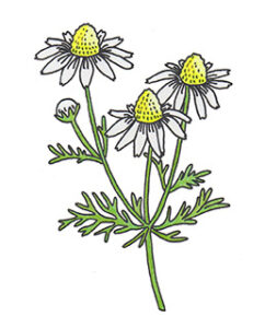 Chamomile Essential Oil for the Solar Plexus Chakra Meaning
