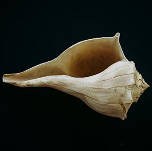 Conch Shell Crown Chakra Musical Instrument