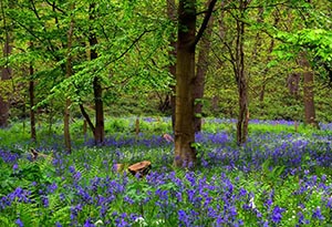 Bluebell Flower Meaning in Great Britain