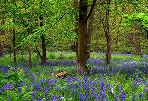 Bluebell Flower Meaning: Fairies, Witches & Dreams