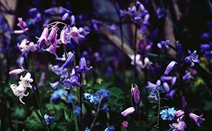 BLUEBELL definition and meaning