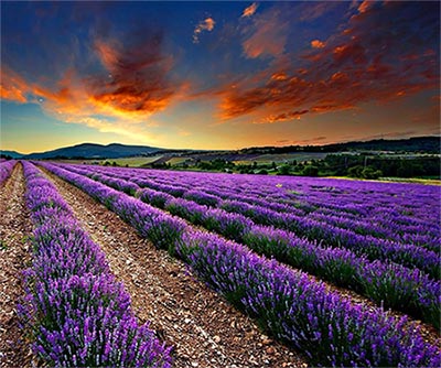 Lavender Flowers for Essential Oils