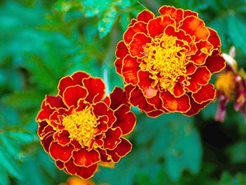 Marigold Meaning in Mexico