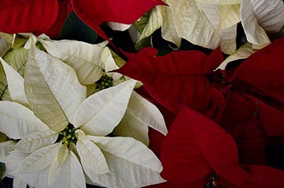 Poinsettia Flowers for Christmas Meaning