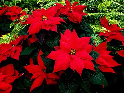 Poinsettia Meaning History