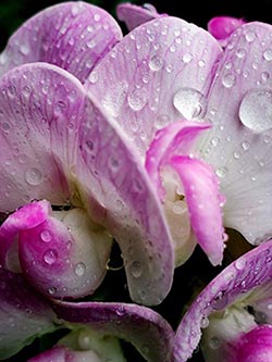 Sweet Pea Meaning Dew Drops