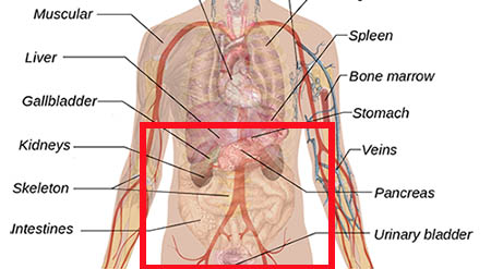 Organs and Sacral Chakra Meaning