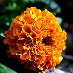 Marigold Meaning Article
