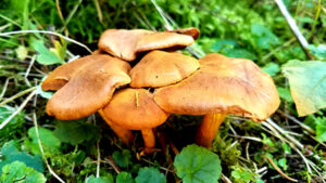 Mystical Plants and Mushrooms