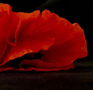 orange poppy flower meaning