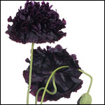 Black Poppy Color Meaning