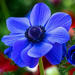 Blue Poppy Color Meaning