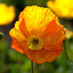 orange poppy flower meaning