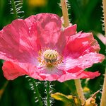 Pink Poppy Meaning