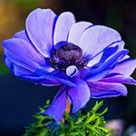 Purple Poppy Color Meaning