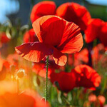 Red Poppy Color Meaning