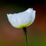 White Poppy Color Meaning 