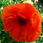 Poppy Meaning