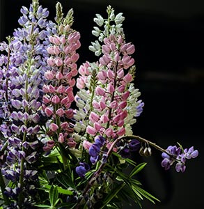 Lupine Flower Meaning