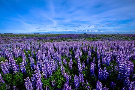 Lupine Flower Meaning