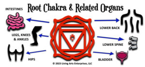 Root Chakra Organs