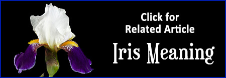Iris Meaning Article