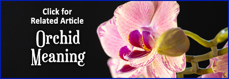 Orchid Flower Meaning