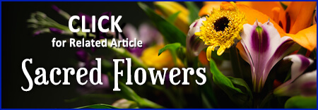 Sacred Flowers Article Link
