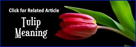 Tulip Article Link