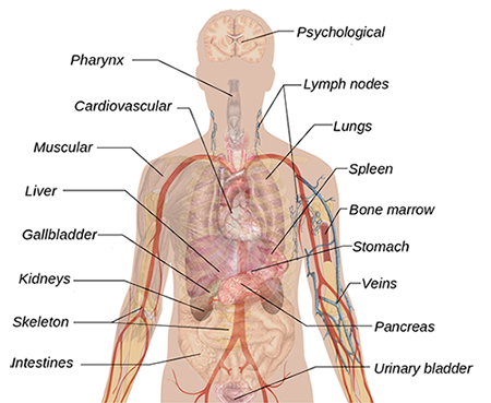 Anatomy Spiritual Meaning of the Body