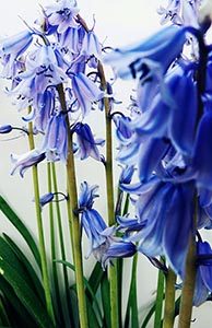 Bluebell Flower Meaning
