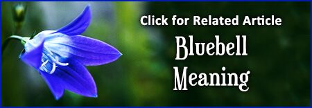 Bluebell Meaning Article Link