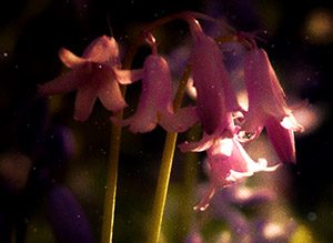Bluebell Flower Meaning in Herbal Medicine and Color Pink Flowers