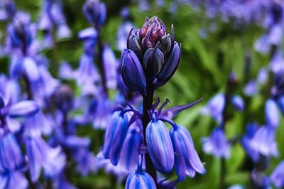 Bluebell Flower Meaning in Greek Mythology